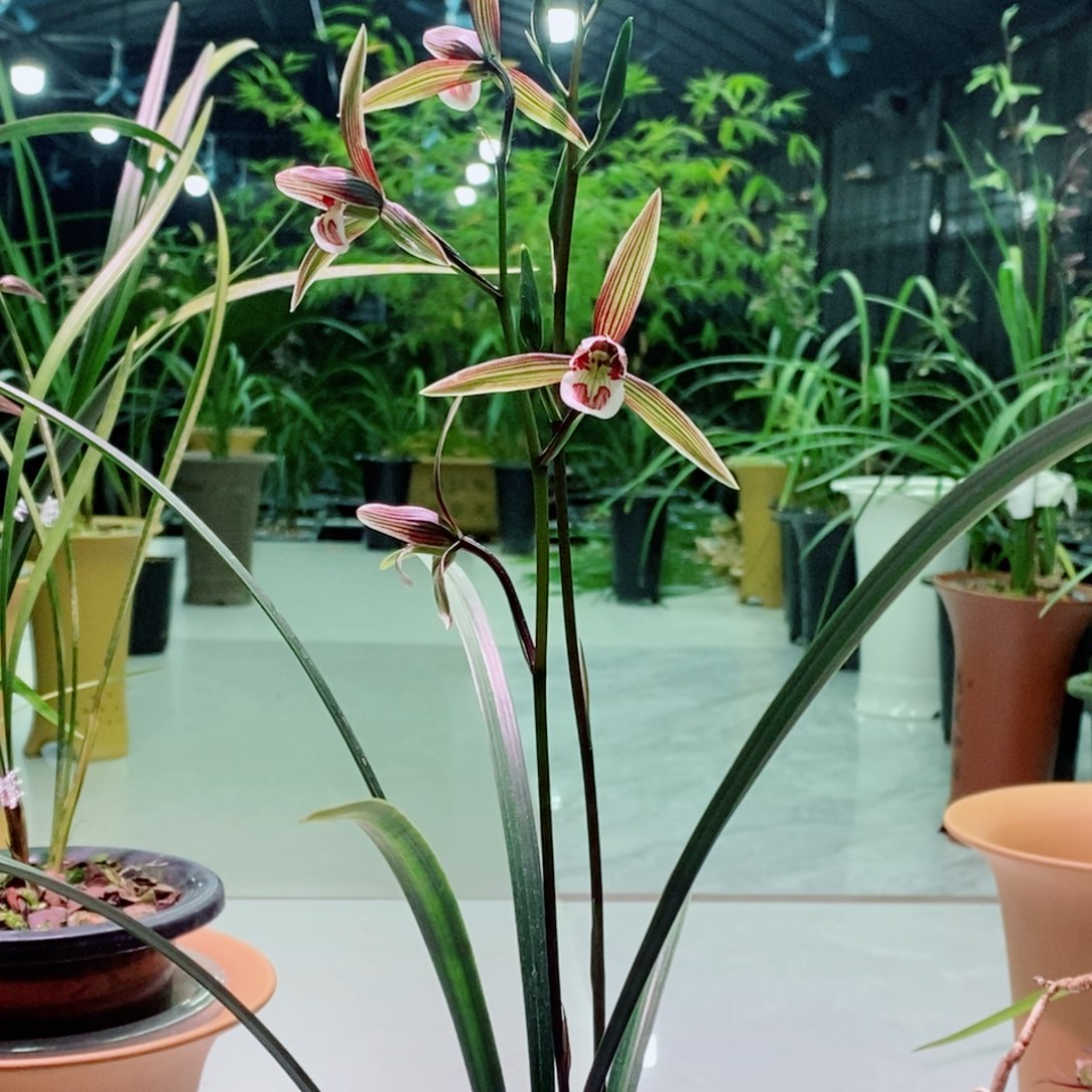 完全开放五彩冠2苗