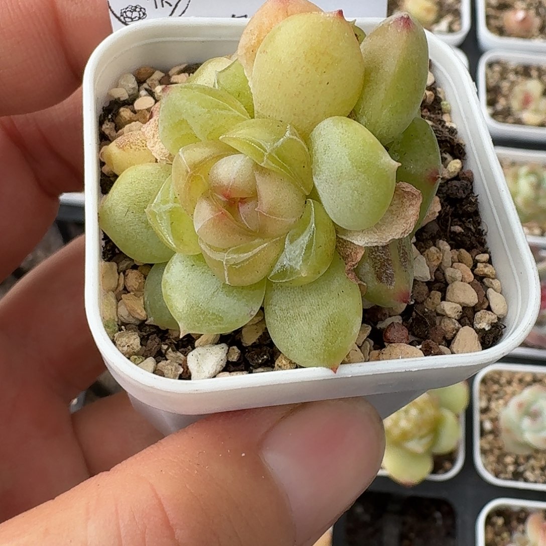 如图2242白方香水宝石一颗