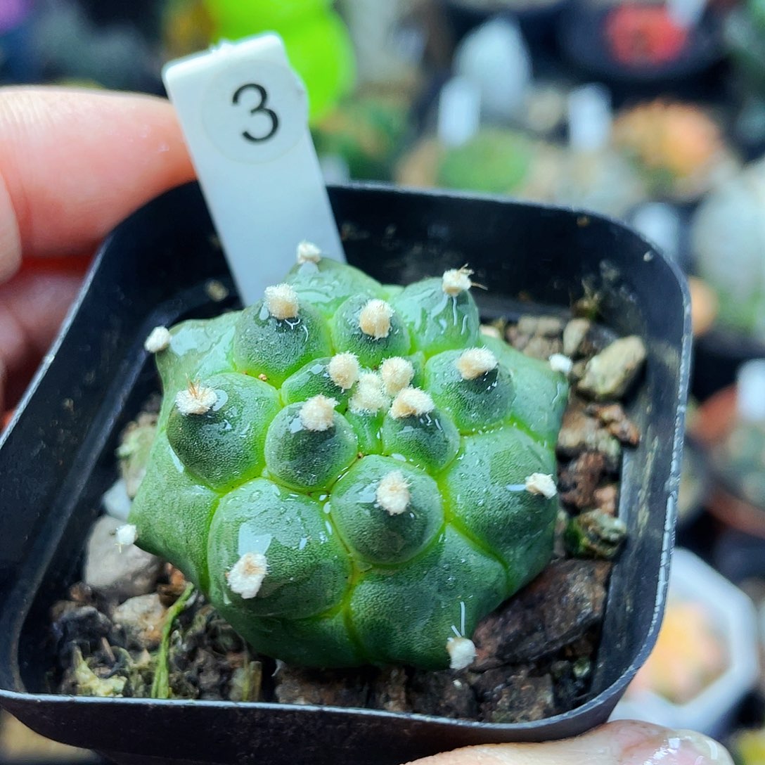 非偏远地区满25包邮仙人球