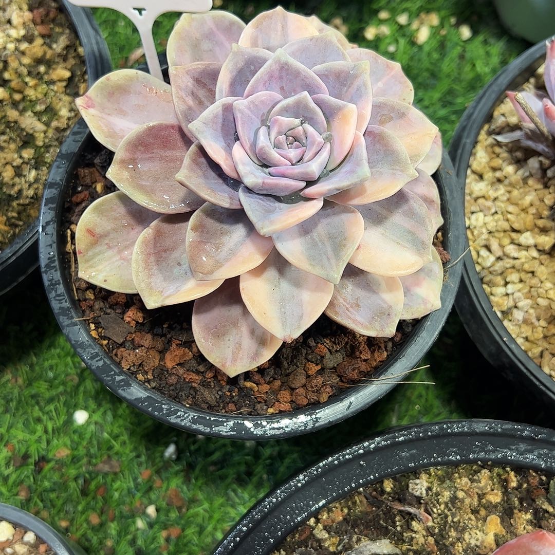 紫乐锦211号多肉植物