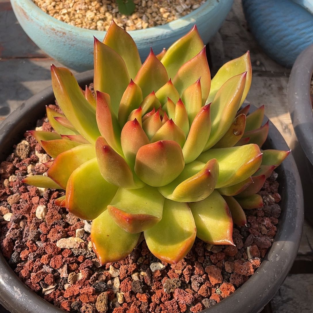 多肉植物一物一拍