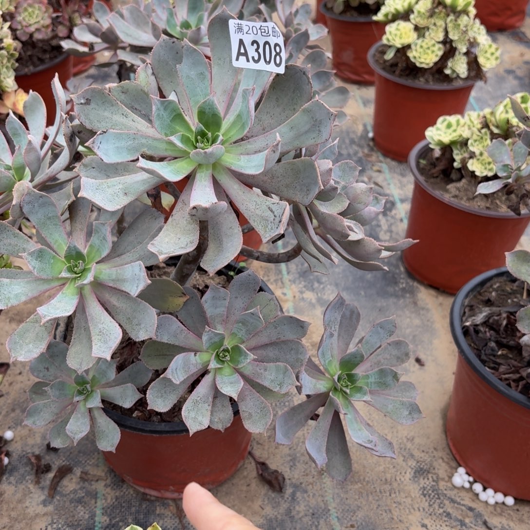 308多肉植物捧花的