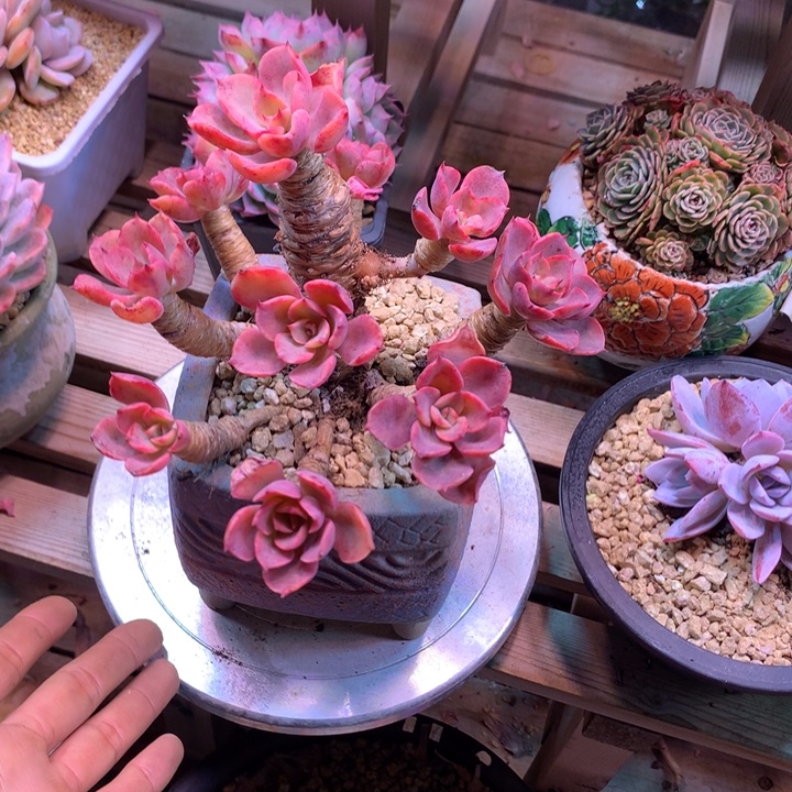 泪无恒多肉植物cycghcv