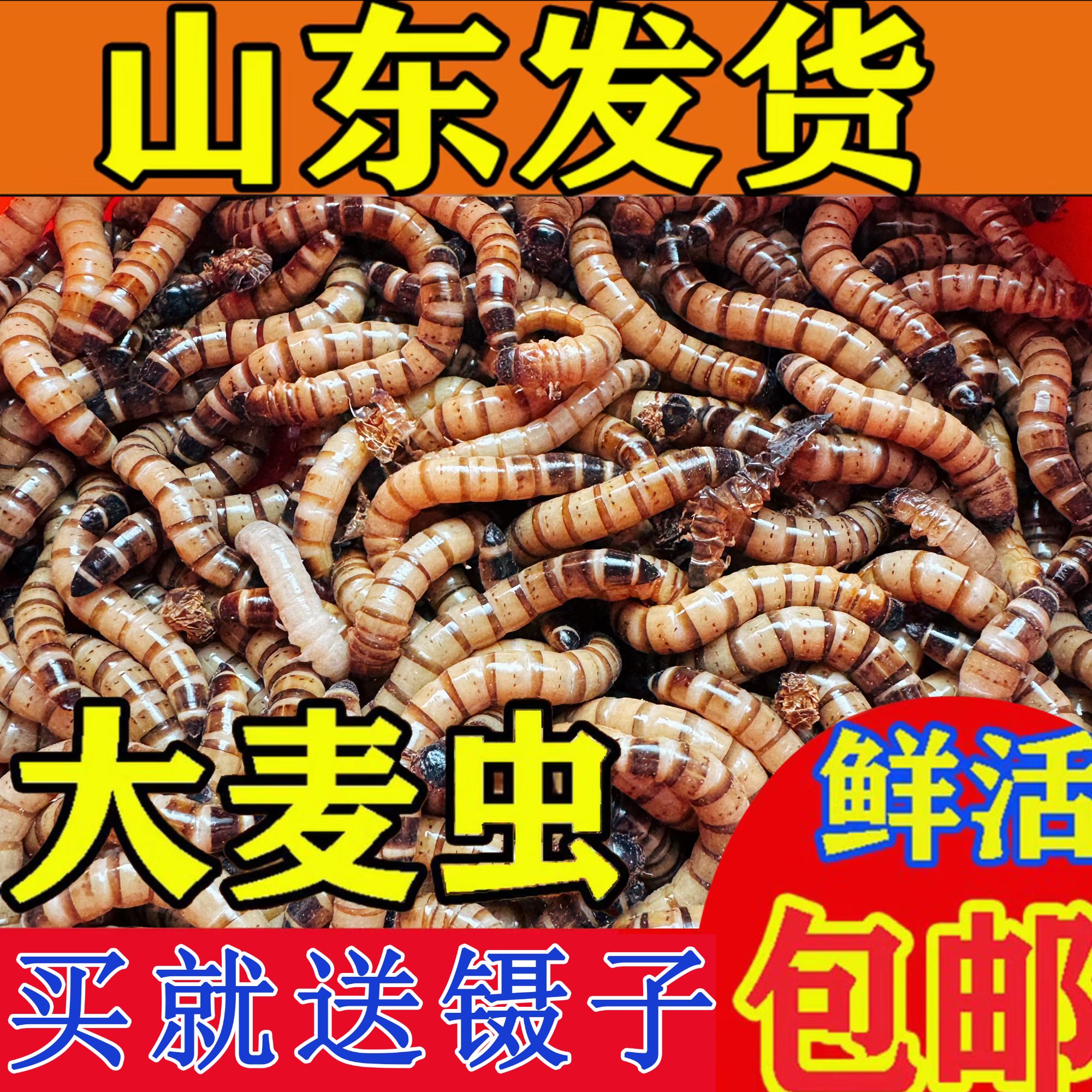 鲜活大麦虫宠物金龙鱼银龙鱼鸟乌龟爬宠饲料