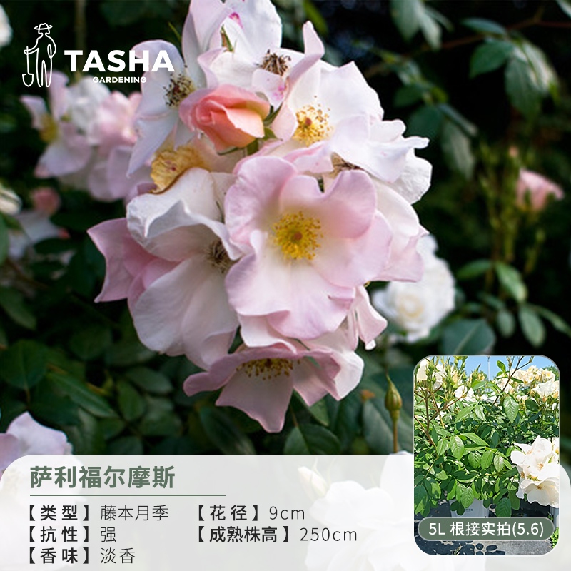 塔莎的花园月季【萨利福尔摩斯】勤花丰花灌木阳台庭院可养花卉盆栽