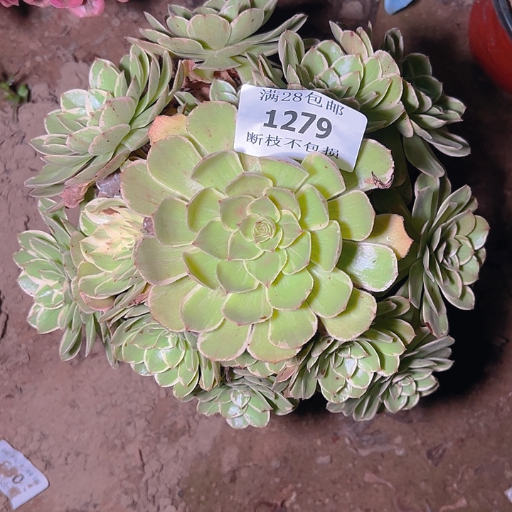 1279莲花座多肉植物