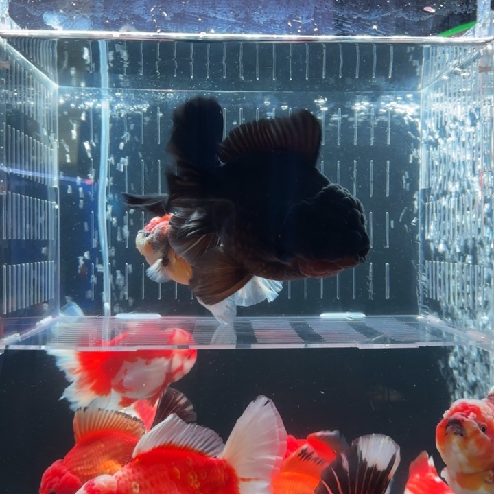 钓****金鱼金鱼小娇泰狮金鱼2条