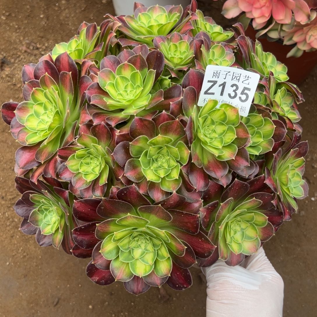 135昭华尺寸28左右