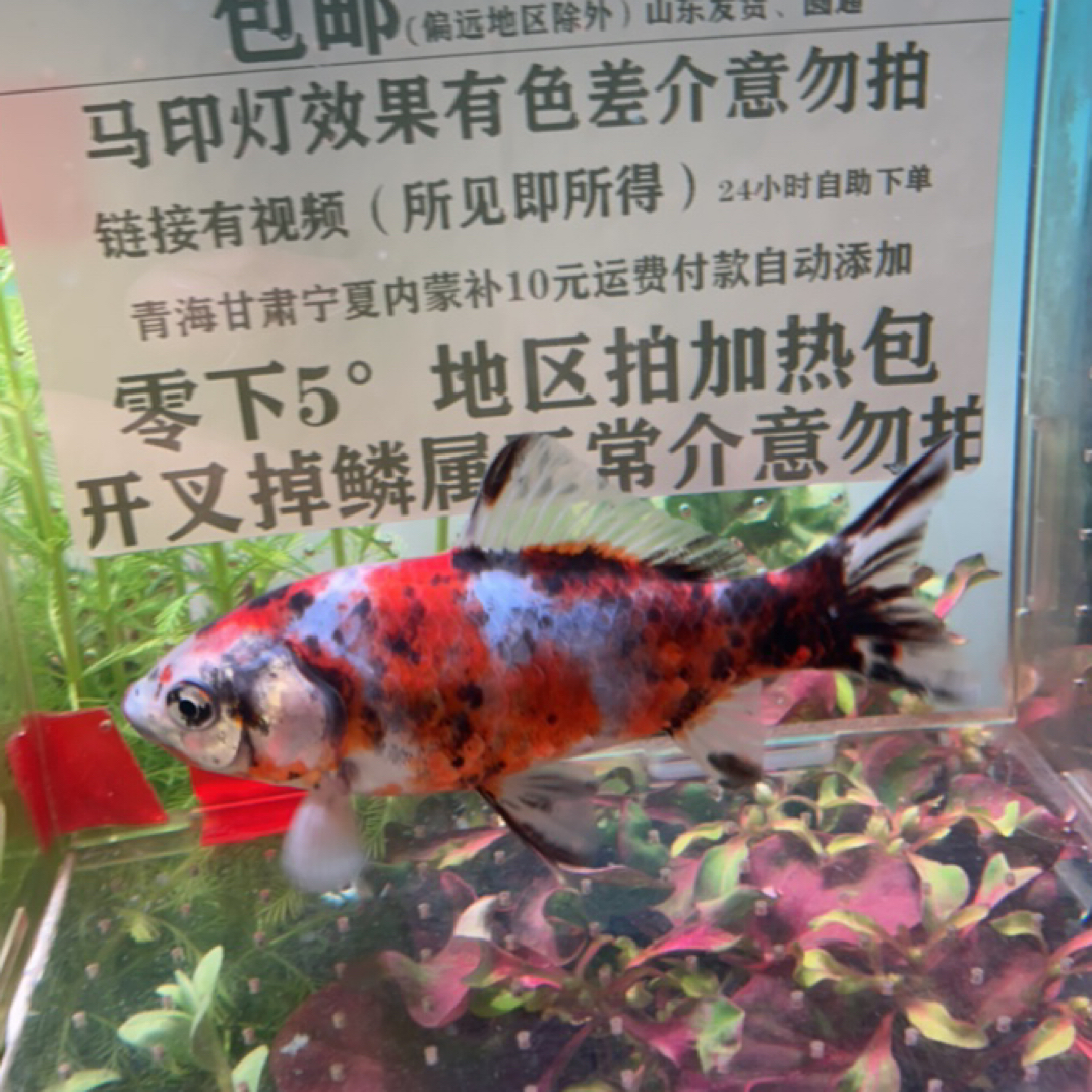 391号10-11公分三色樱花短尾草金鱼（母鱼）