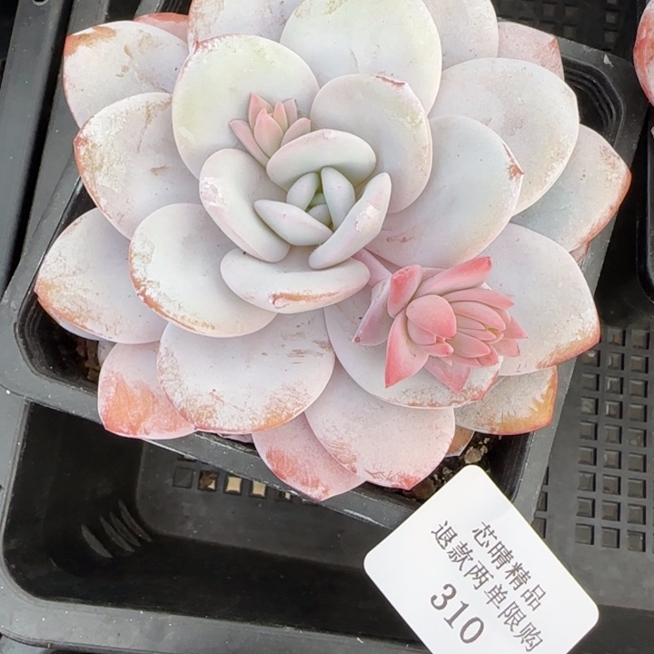 闪购精品多肉310号