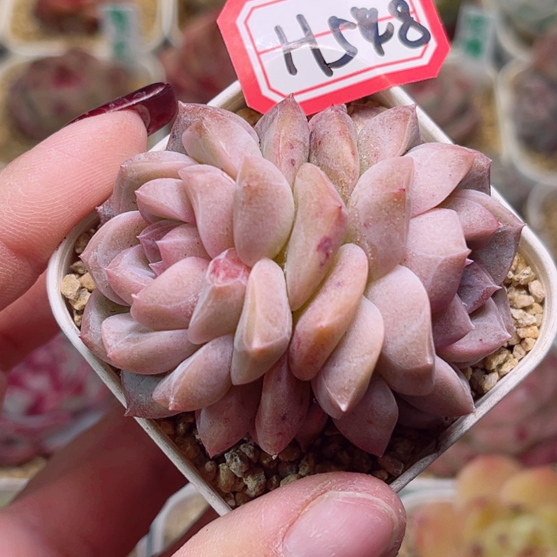 H548一物一拍 井中月