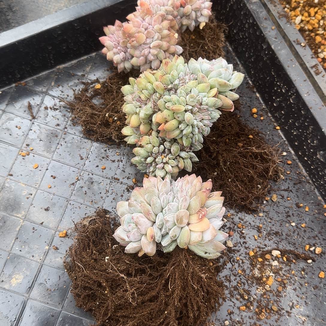 Q***宝宝专拍，一物一拍发货