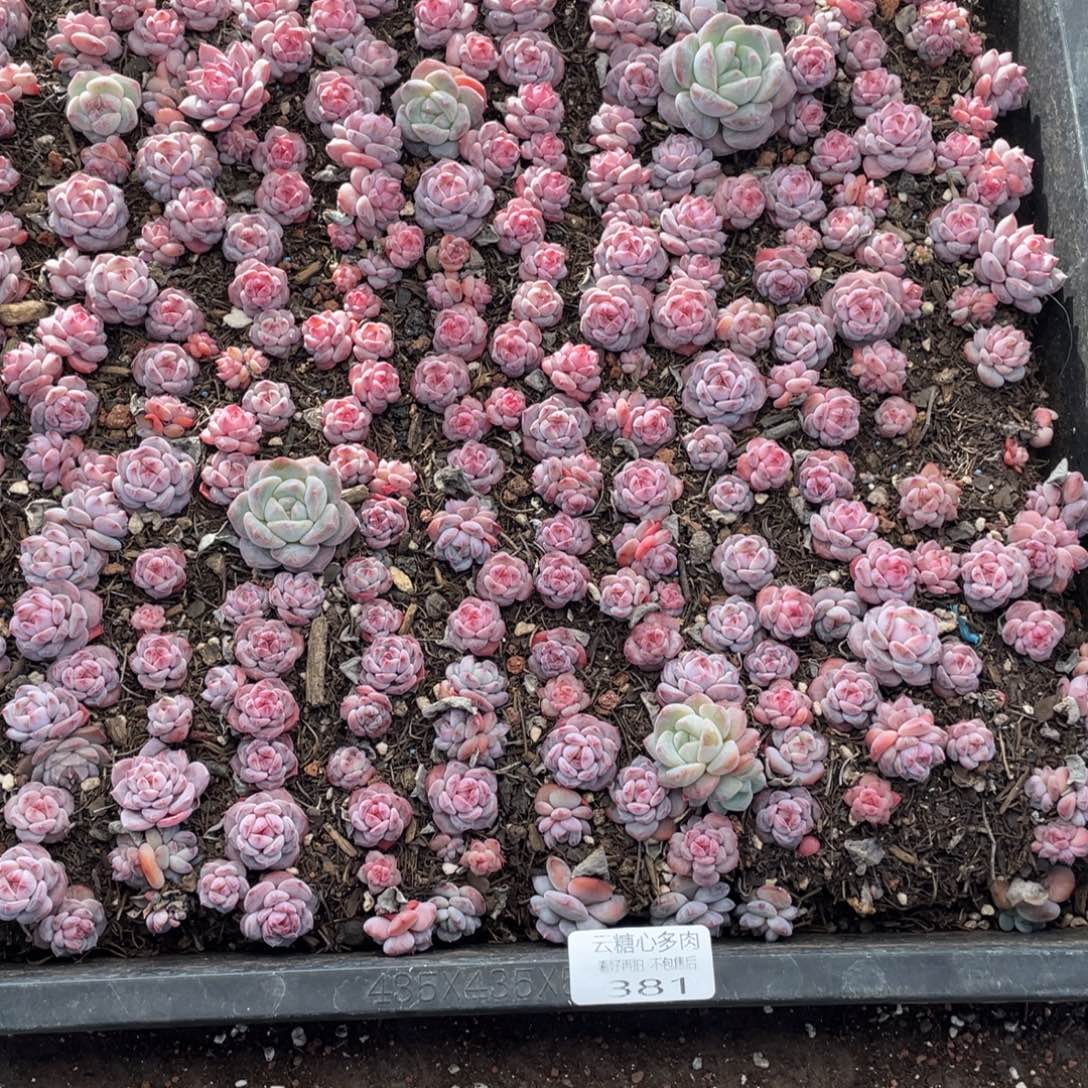 云糖心多肉植物381