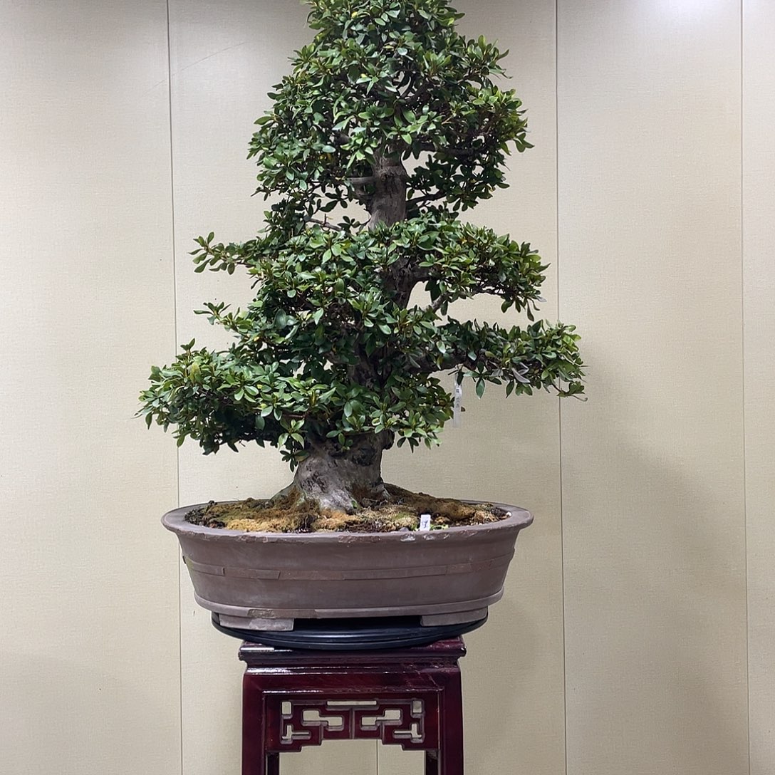 无花朵进口皋月杜鹃盆景