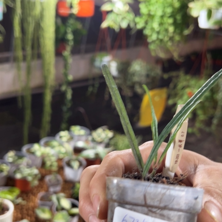 果***理完全开放岛叶球兰小苗