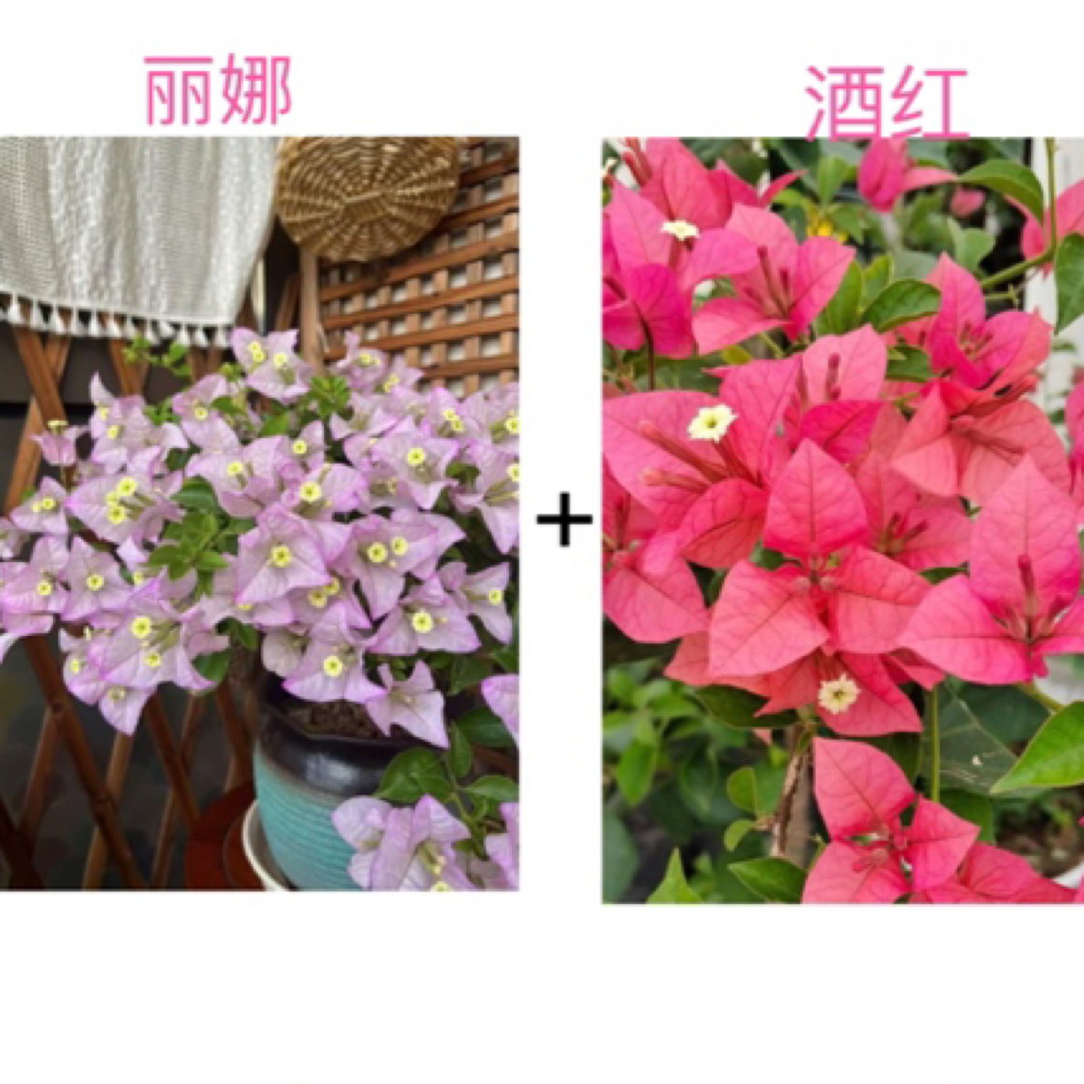 （丽娜+酒红）勤花品种组合到手2棵三角梅基地直邮不带花不带盆