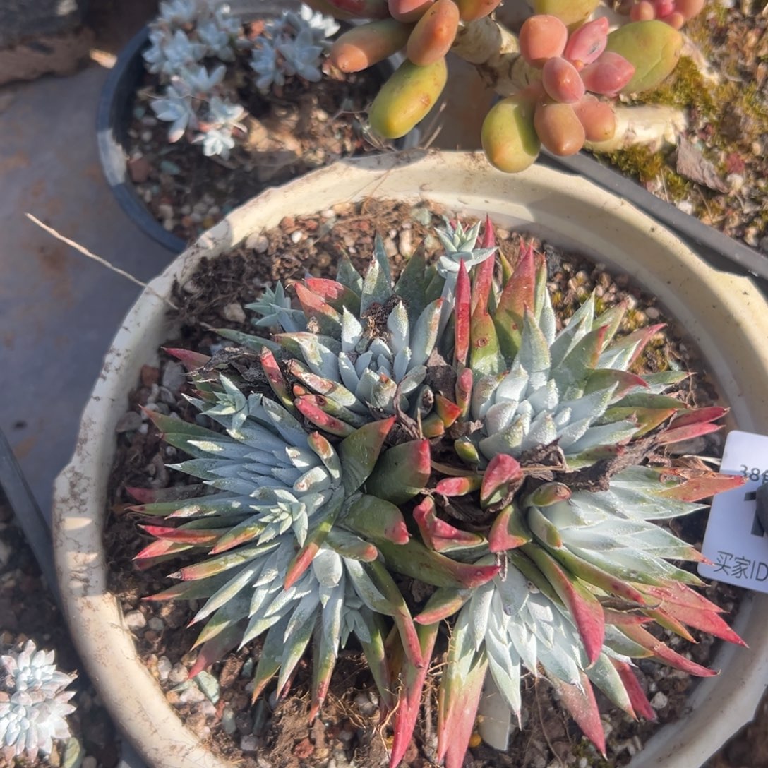 D***沙谢谢哥～一物一拍1934