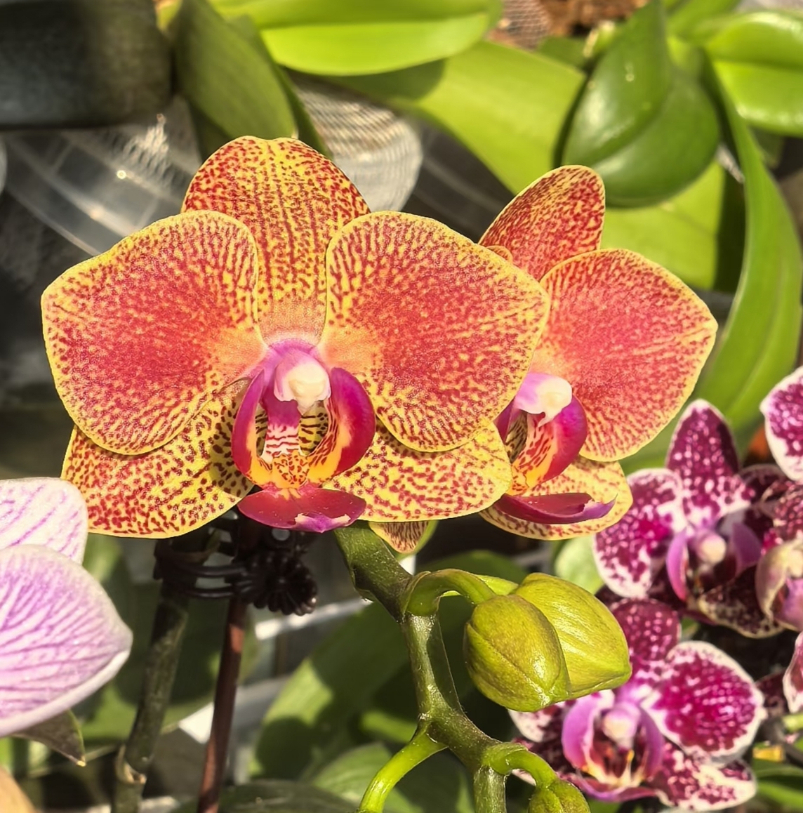 【精品特挑】元宝蝴蝶兰3-5花剑 花苗盆栽鲜花绿植客厅卧室摆件