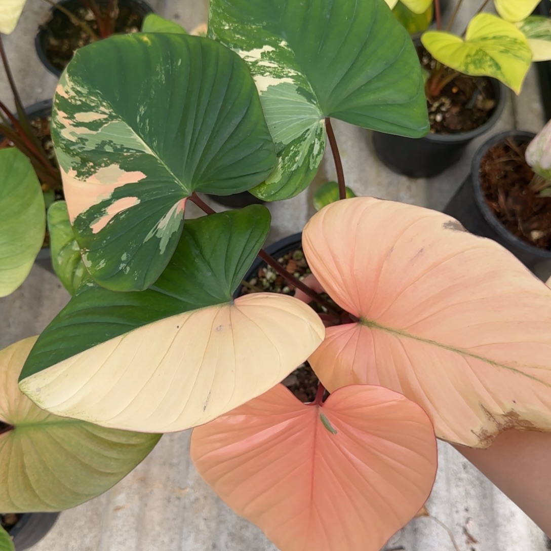 R5-1225橘锦千年健