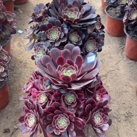 950多肉植物组合