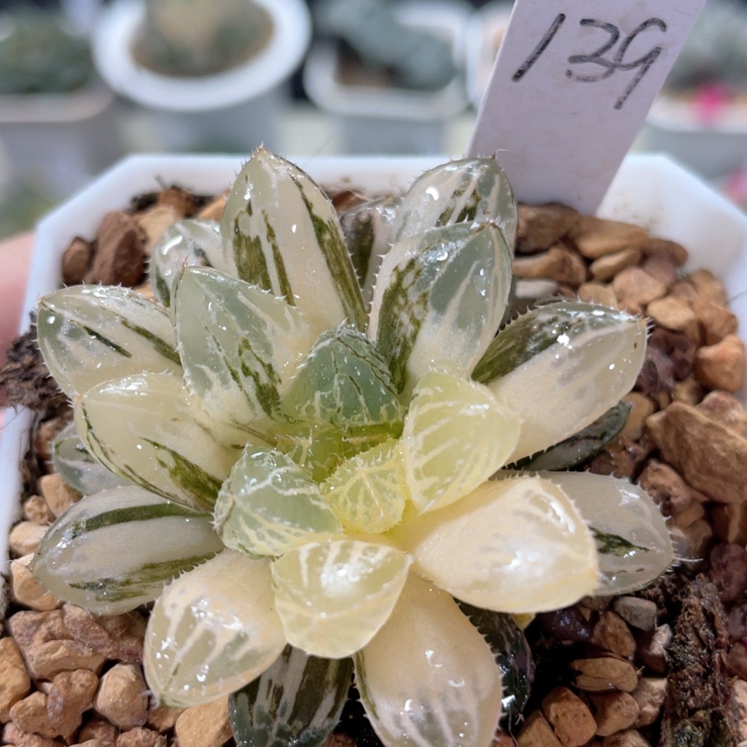 139楼兰玉露锦。        