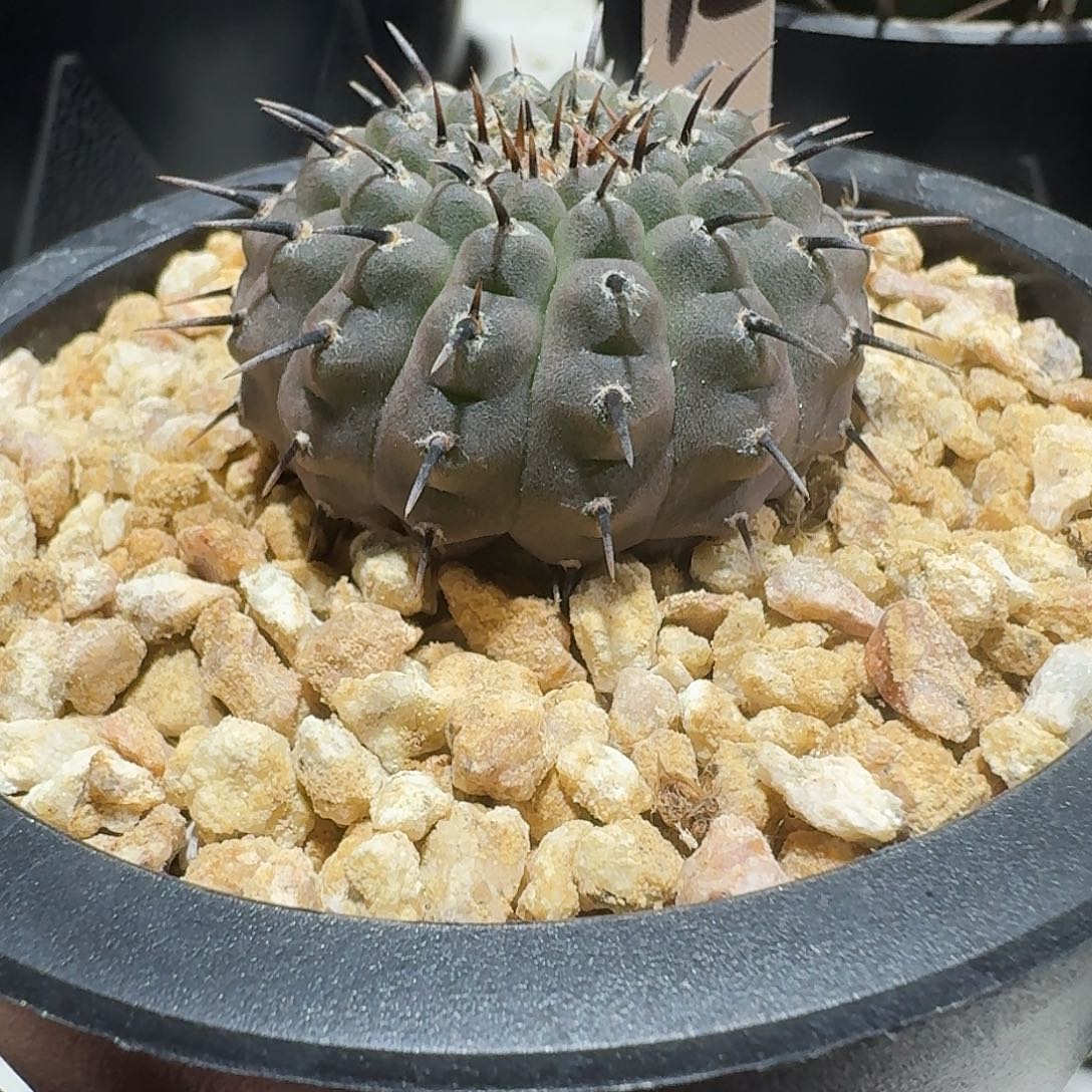 实生单刺黑刺凤头