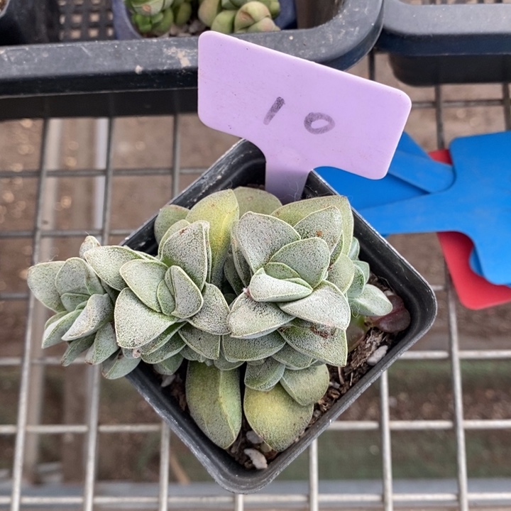 伯克利和格蕾纳等著名