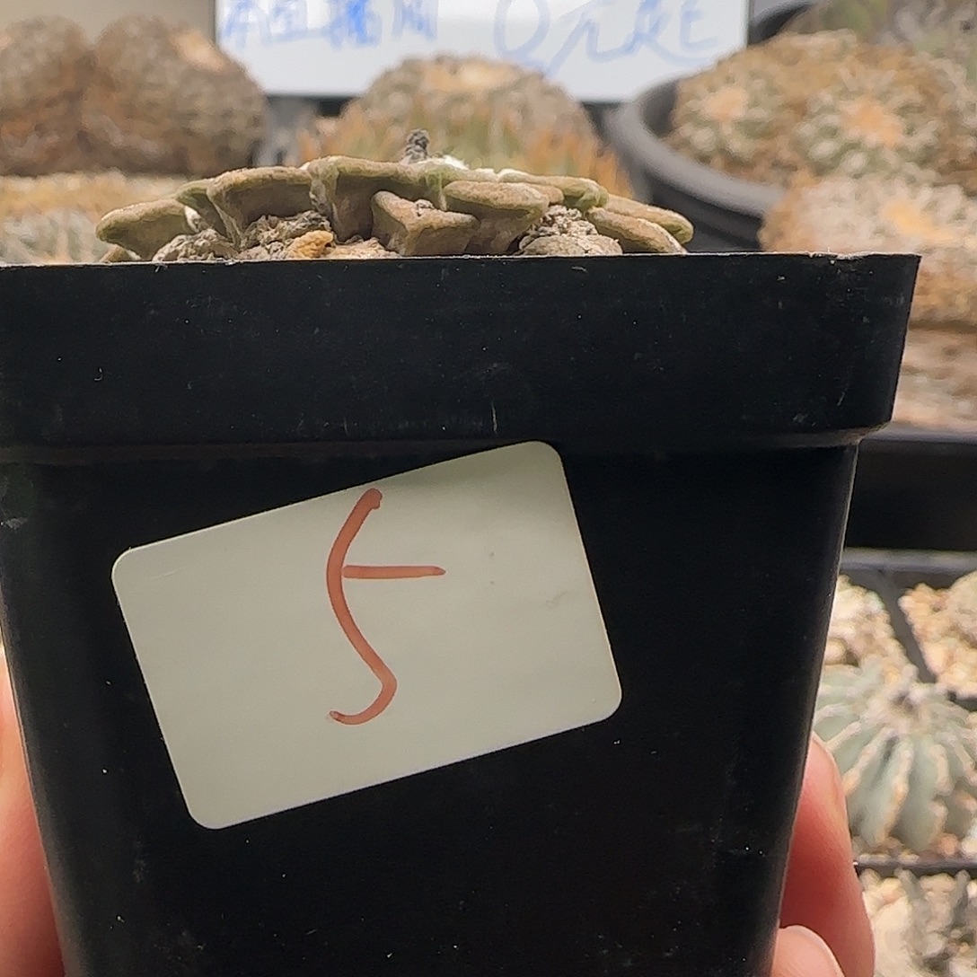 仙人球 1111111111111111