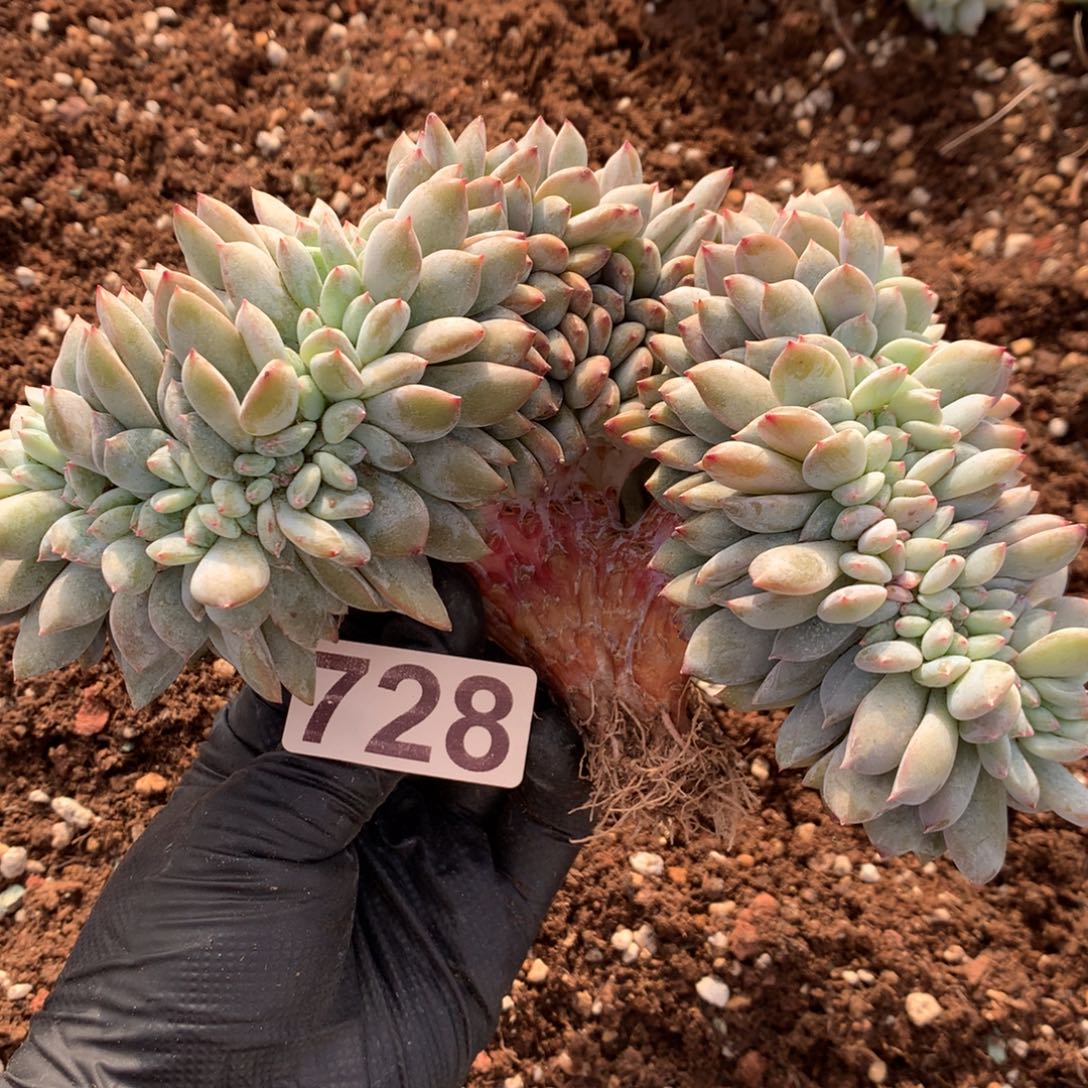 728号新疆西藏内蒙古不包邮的