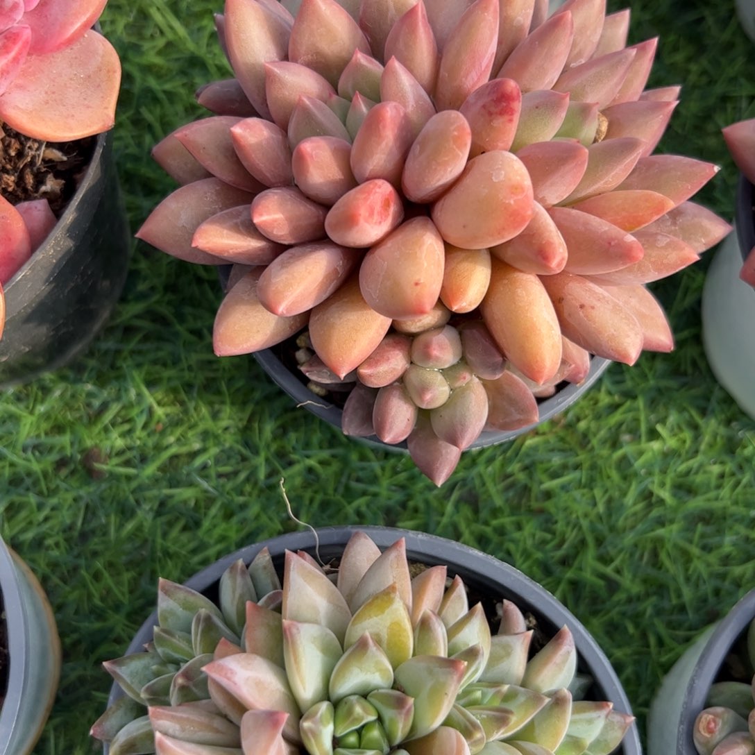 水晶球多肉植物保护研究所