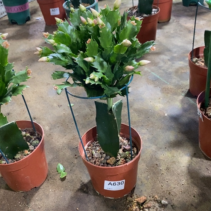 大部分花苞少量开放630嫁接黄重