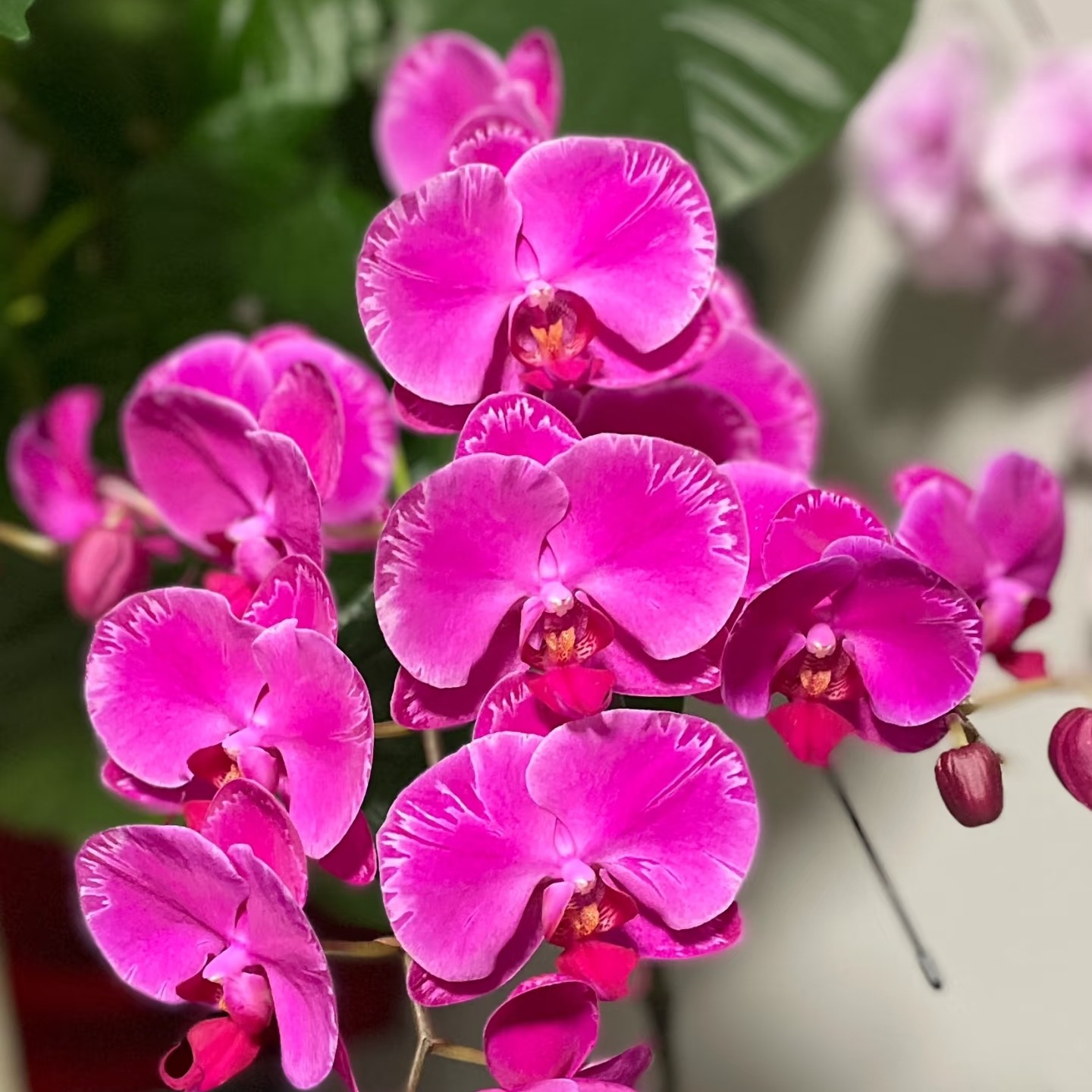 光芒蝴蝶兰2.8杯1花剑2颗不带花（如收叶有轻微瑕疵建议勿拍）