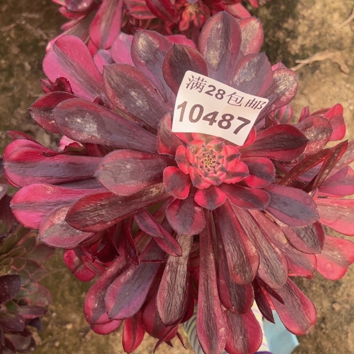 10487同白多肉植物