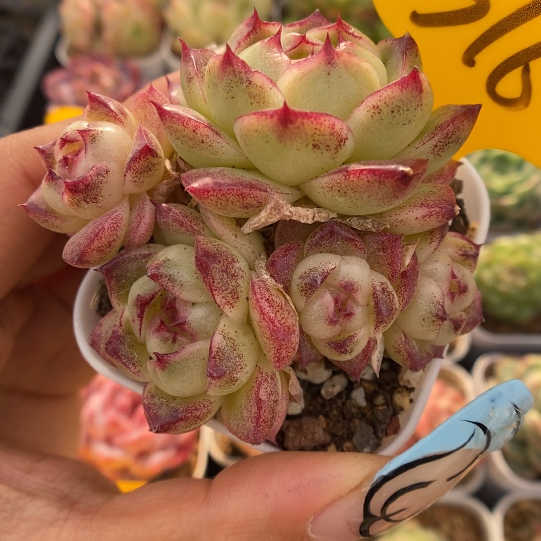 菠萝蜜麦秆可拍316号