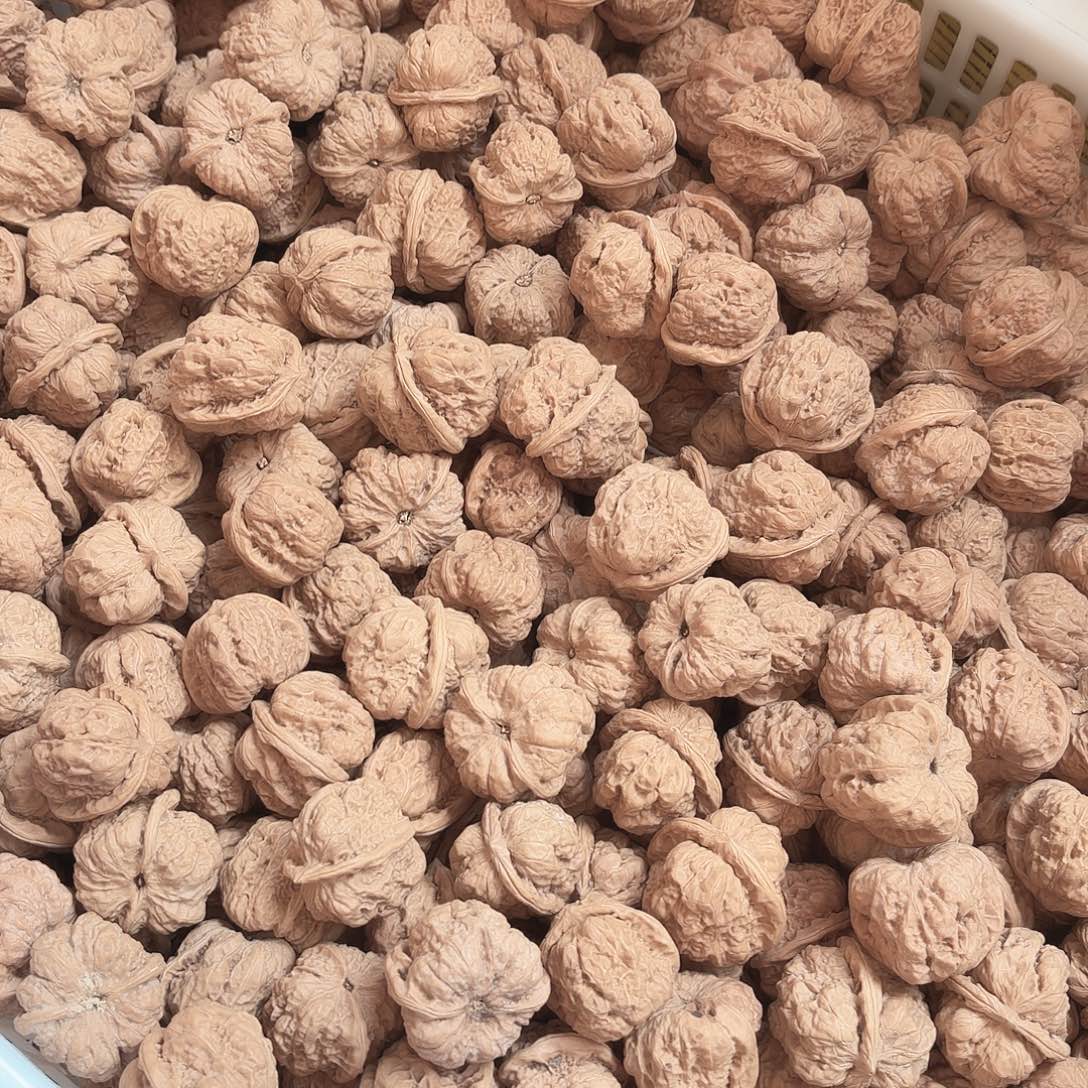 龙脊菩提吊坠蛤蟆头