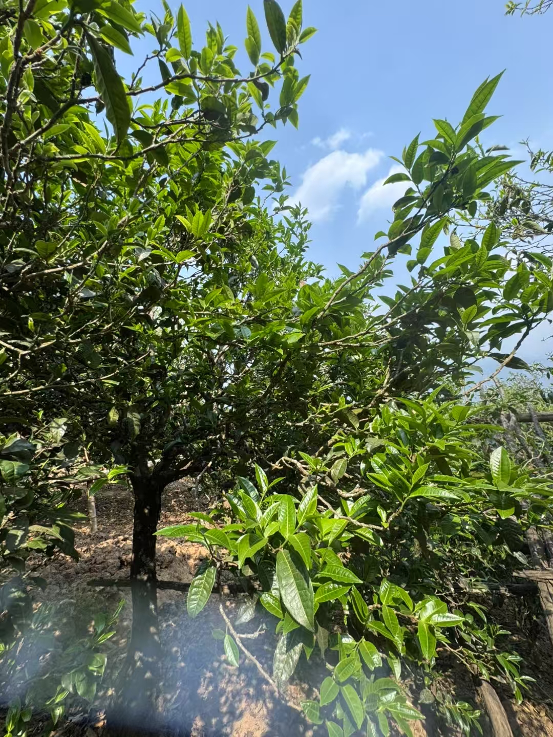 勐库产区小众山头古树茶500克（小年份茶）