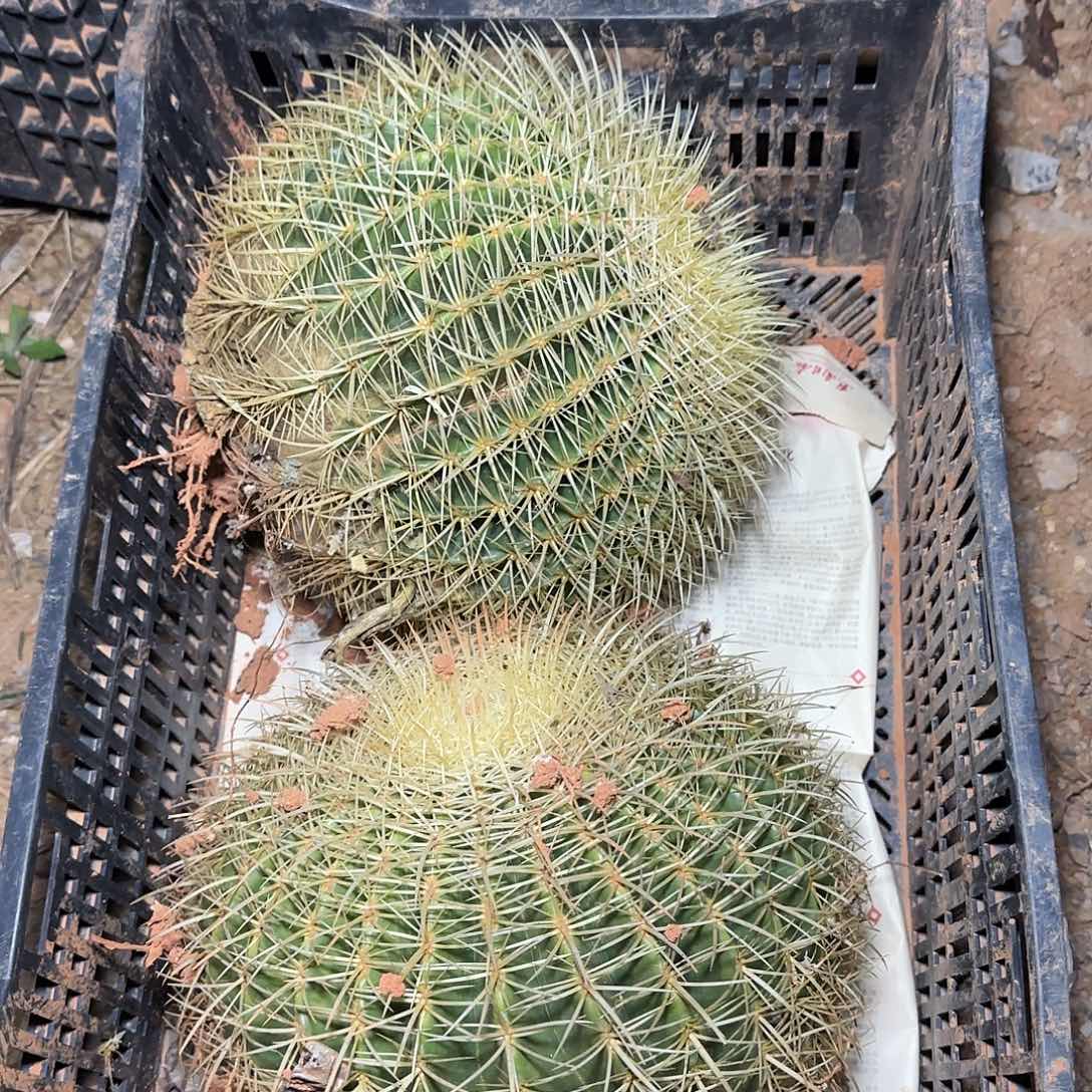 地栽金虎多肉1棵多肉