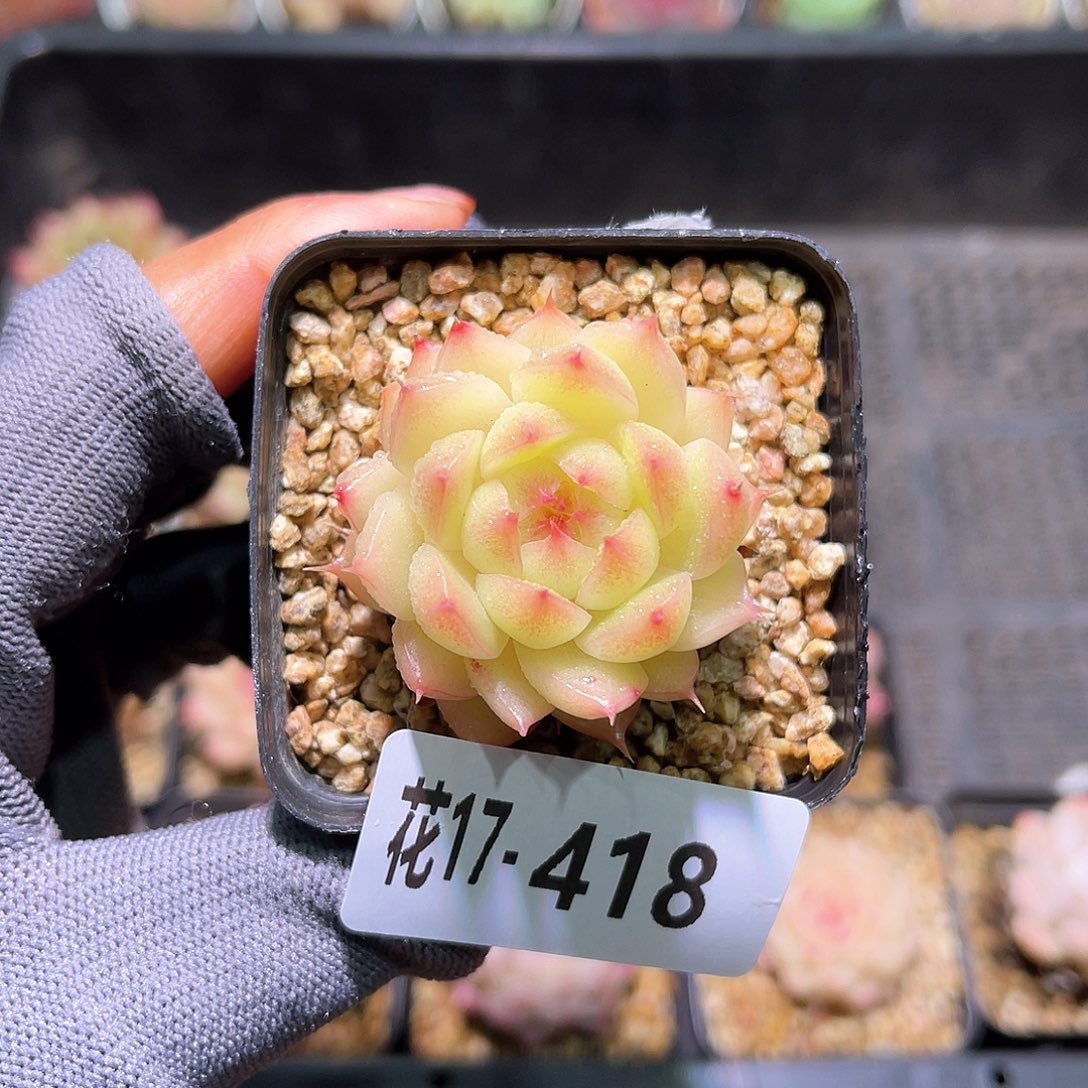 花17-418海王单头