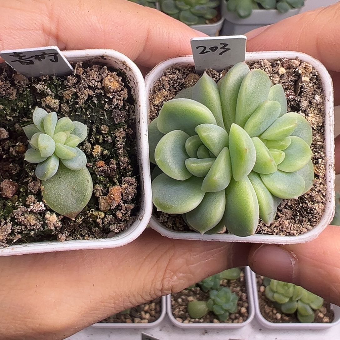 青柠 203 两颗组合