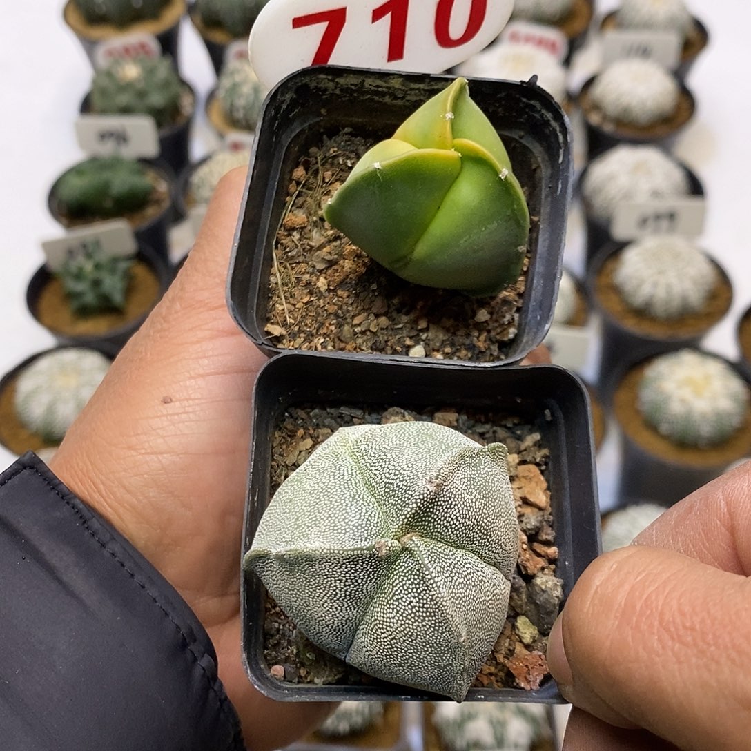 710两个三角福利特价咯