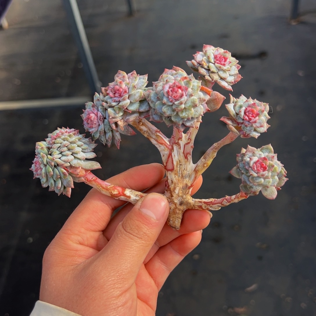 7朵朵带缀有瑕 新年快乐