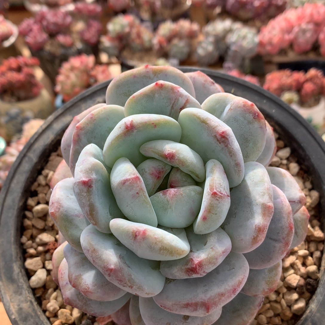 叠叶星影石化 026