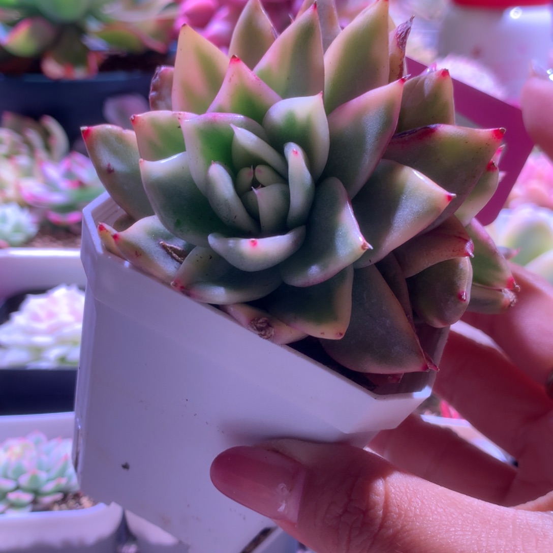 祝福玛利亚覆轮锦双头有根