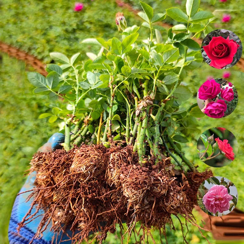 云南滇红墨红食用玫瑰扦插苗木基地直发玫瑰鲜花庭院花卉绿植泡茶