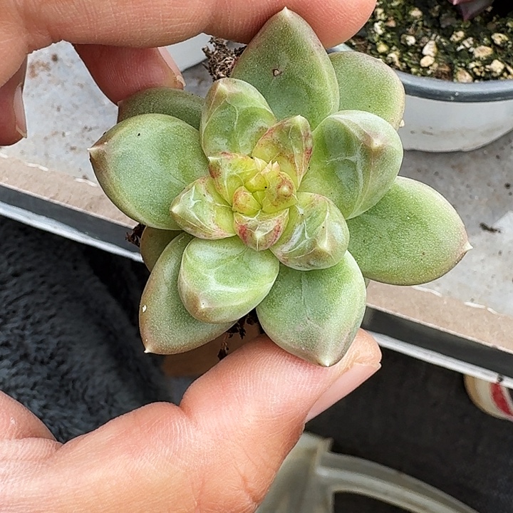 青篱 美人 单头 一物一拍