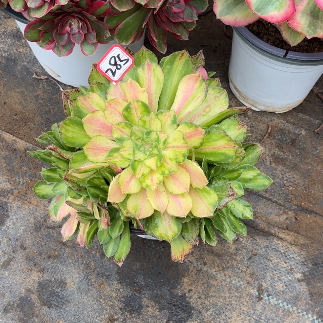 285多肉植物知否法师