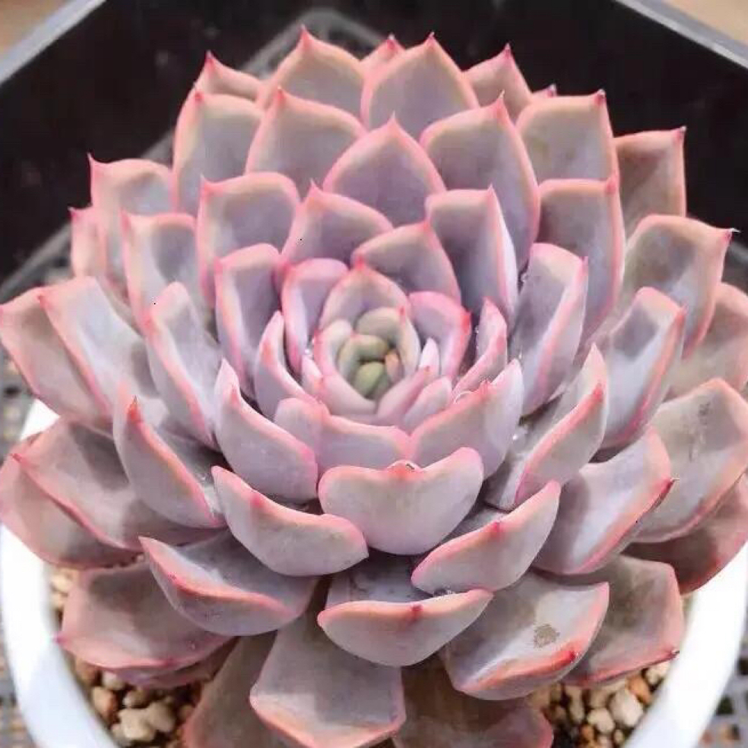 菲欧娜多肉植物    全场满16.8包邮，实物以直播展示为准