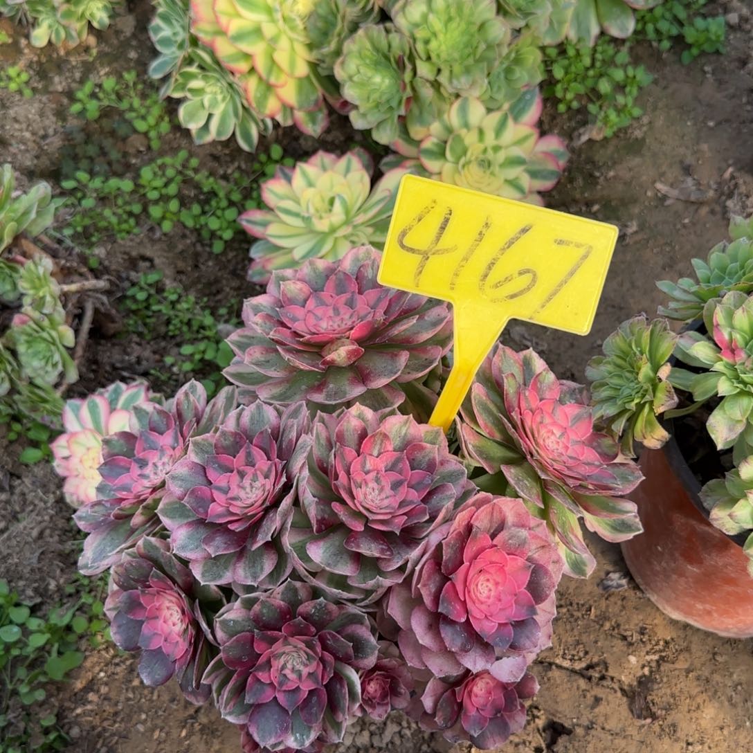 桉***奈4167---荔枝多肉植物