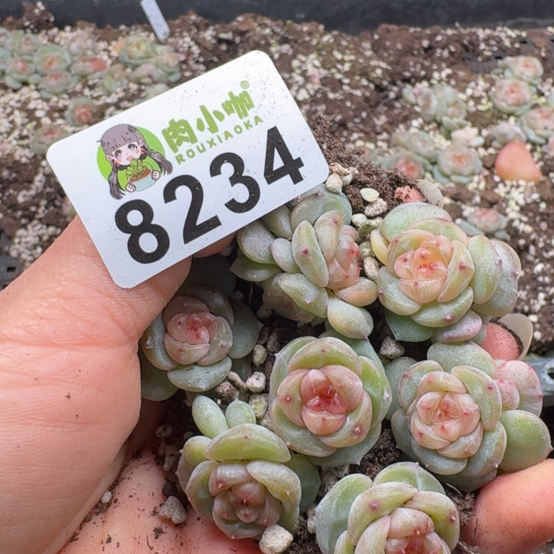 多肉植物多肉植物