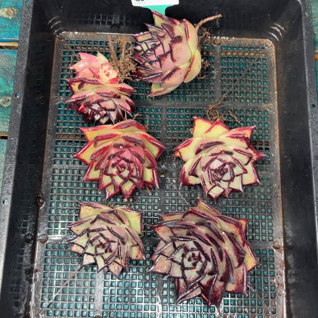 多肉一物一拍0112.206